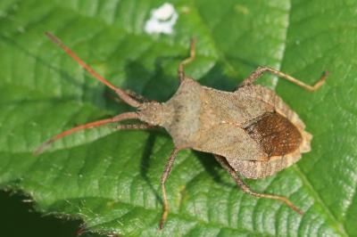 Coreus marginatus