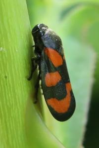<i>Cercopis vulnerata</i>