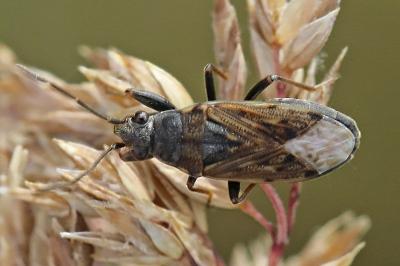 <i>Peritrechus gracilicornis</i>