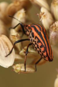 <i>Graphosoma italicum</i>