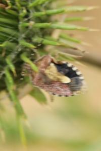 <i>Dolycoris baccarum</i>