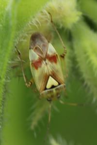 <i>Lygus pratensis</i>