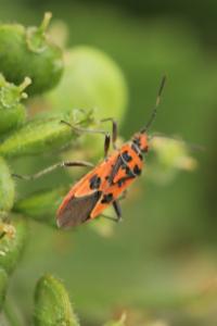 <i>Corizus hyoscyami</i>