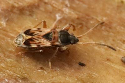 <i>Scolopostethus affinis</i>