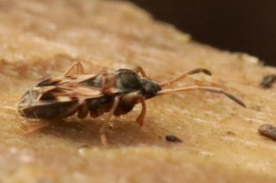 <i>Scolopostethus affinis</i>