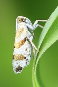<i>Tachycixius venustulus</i>
