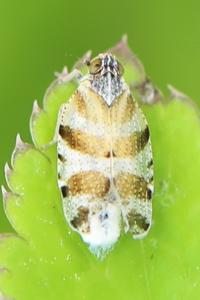 <i>Tachycixius venustulus</i>
