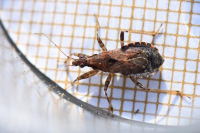 <i>Himacerus mirmicoides</i>
