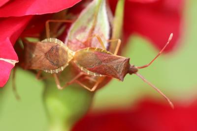 <i>Gonocerus acuteangulatus</i>