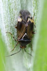 <i>Deraeocoris flavilinea</i>