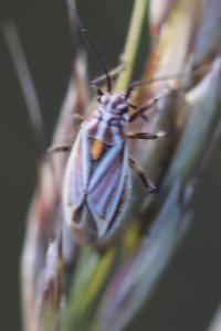 <i>Horistus orientalis</i>