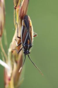 <i>Horistus orientalis</i>