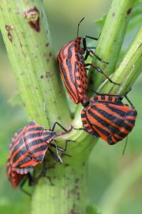 <i>Graphosoma italicum</i>