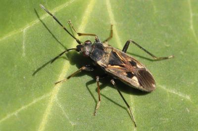 <i>Rhyparochromus vulgaris</i>