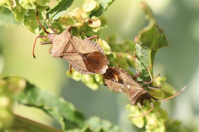 <i>Coreus marginatus</i>
