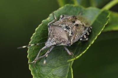 <i>Rhaphigaster nebulosa</i>