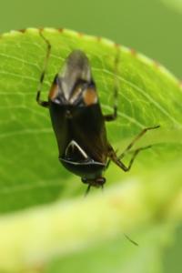 <i>Deraeocoris flavilinea</i>