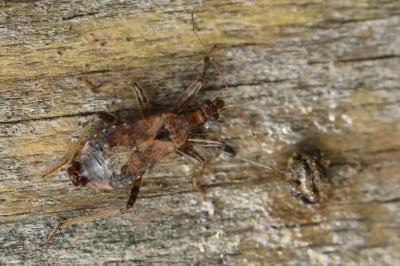 Himacerus mirmicoides