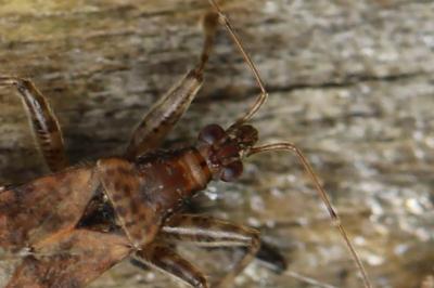 <i>Himacerus mirmicoides</i>