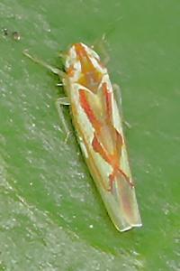<i>Zygina flammigera</i>