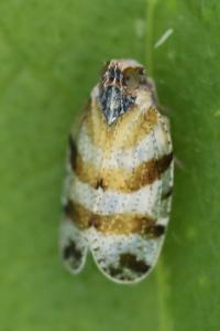 <i>Tachycixius venustulus</i>
