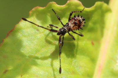 Coreus marginatus