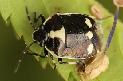 <i>Eurydema oleracea</i>