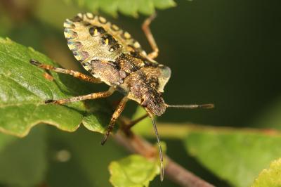 <i>Pentatoma rufipes</i>