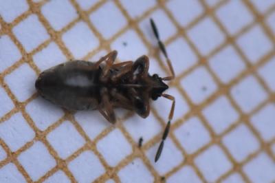 <i>Scolopostethus affinis</i>