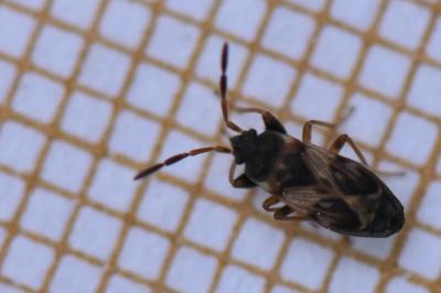 Scolopostethus affinis