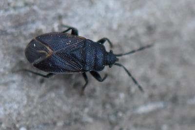 <i>Drymus ryeii</i>