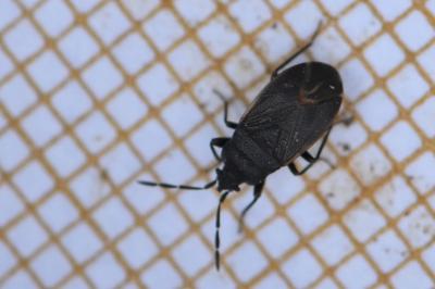 <i>Drymus ryeii</i>
