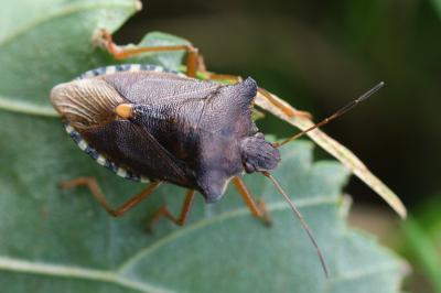 <i>Pentatoma rufipes</i>