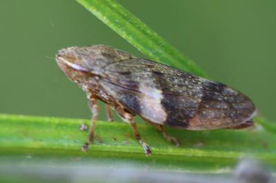<i>Aphrophora alni</i>