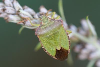<i>Palomena prasina</i>