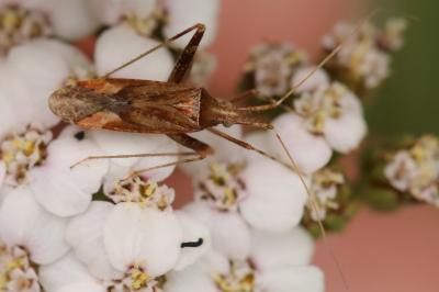 <i>Phytocoris</i>