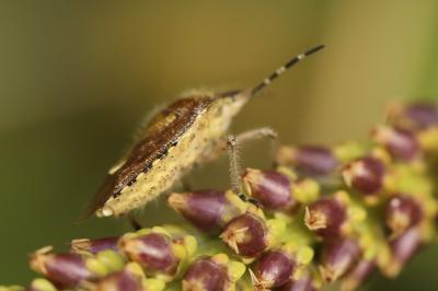 <i>Dolycoris baccarum</i>