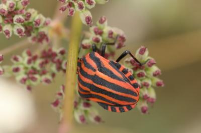 <i>Graphosoma italicum</i>