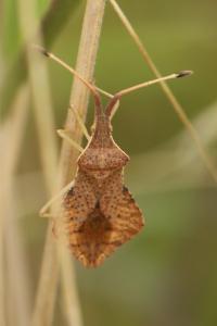 <i>Syromastus rhombeus</i>