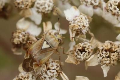 <i>Lygus pratensis</i>
