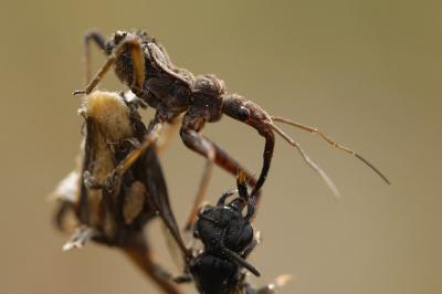 <i>Rhynocoris erythropus</i>
