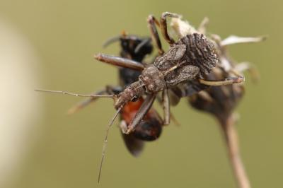 <i>Rhynocoris erythropus</i>