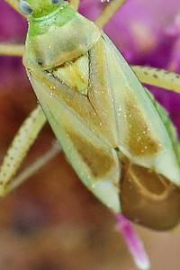 <i>Adelphocoris lineolatus</i>