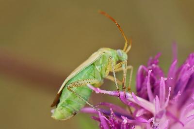 <i>Adelphocoris lineolatus</i>