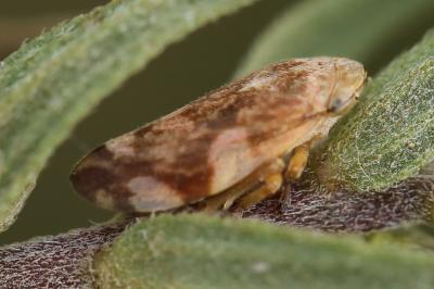 <i>Philaenus spumarius</i>