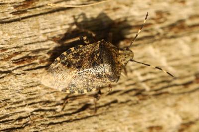 <i>Rhaphigaster nebulosa</i>