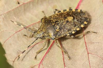 <i>Rhaphigaster nebulosa</i>