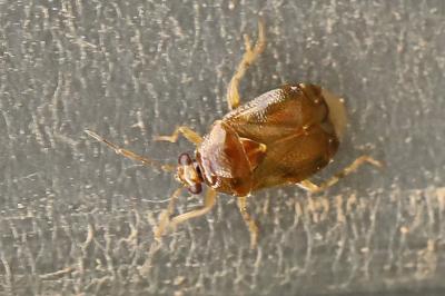 <i>Deraeocoris lutescens</i>