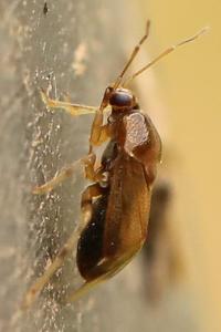 <i>Deraeocoris lutescens</i>