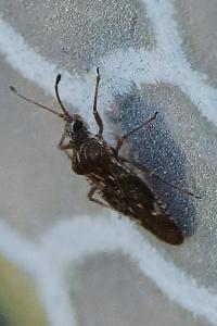 <i>Physatocheila dumetorum</i>